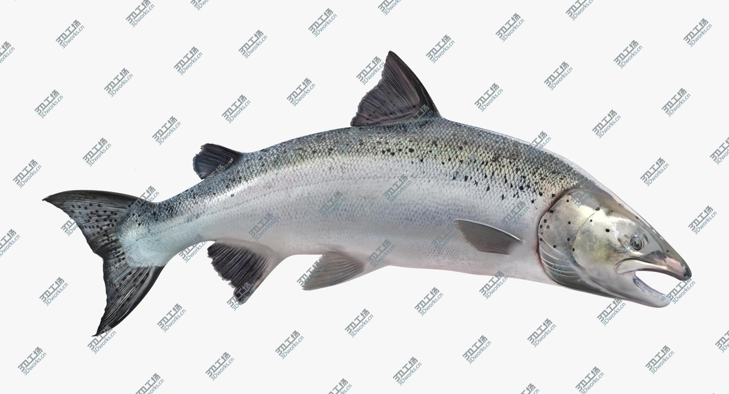 images/goods_img/202105072/Atlantic Salmon Fish Attacks/5.jpg